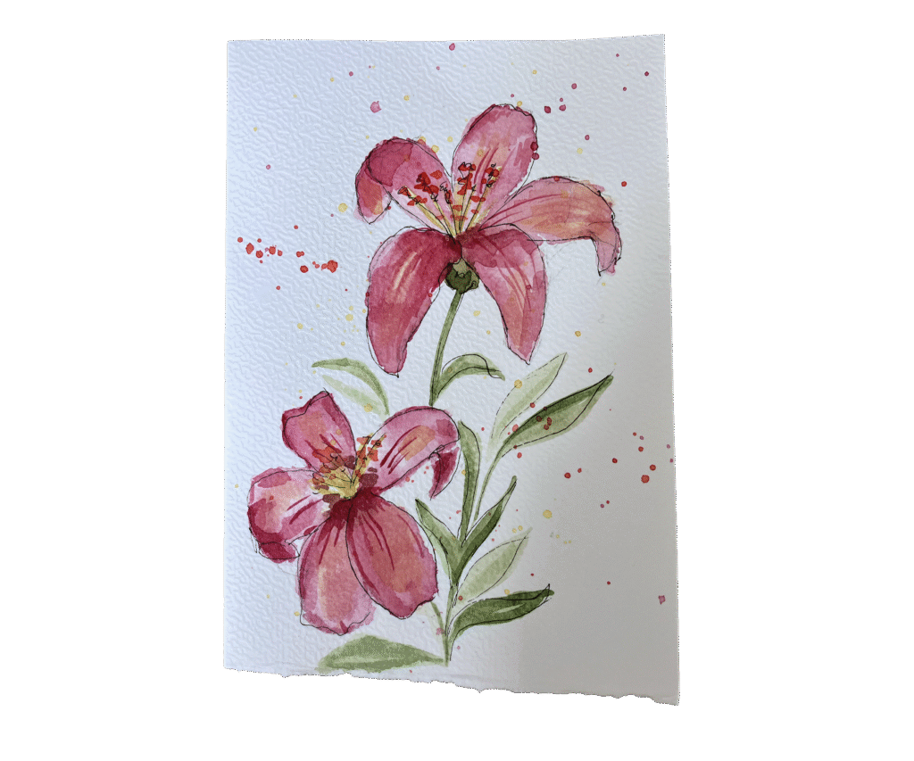 Home amaryllis 3